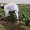 توقف ري مشروع زراعي شمالي السودان والأهالي يهددون بإغلاق طريق قومي