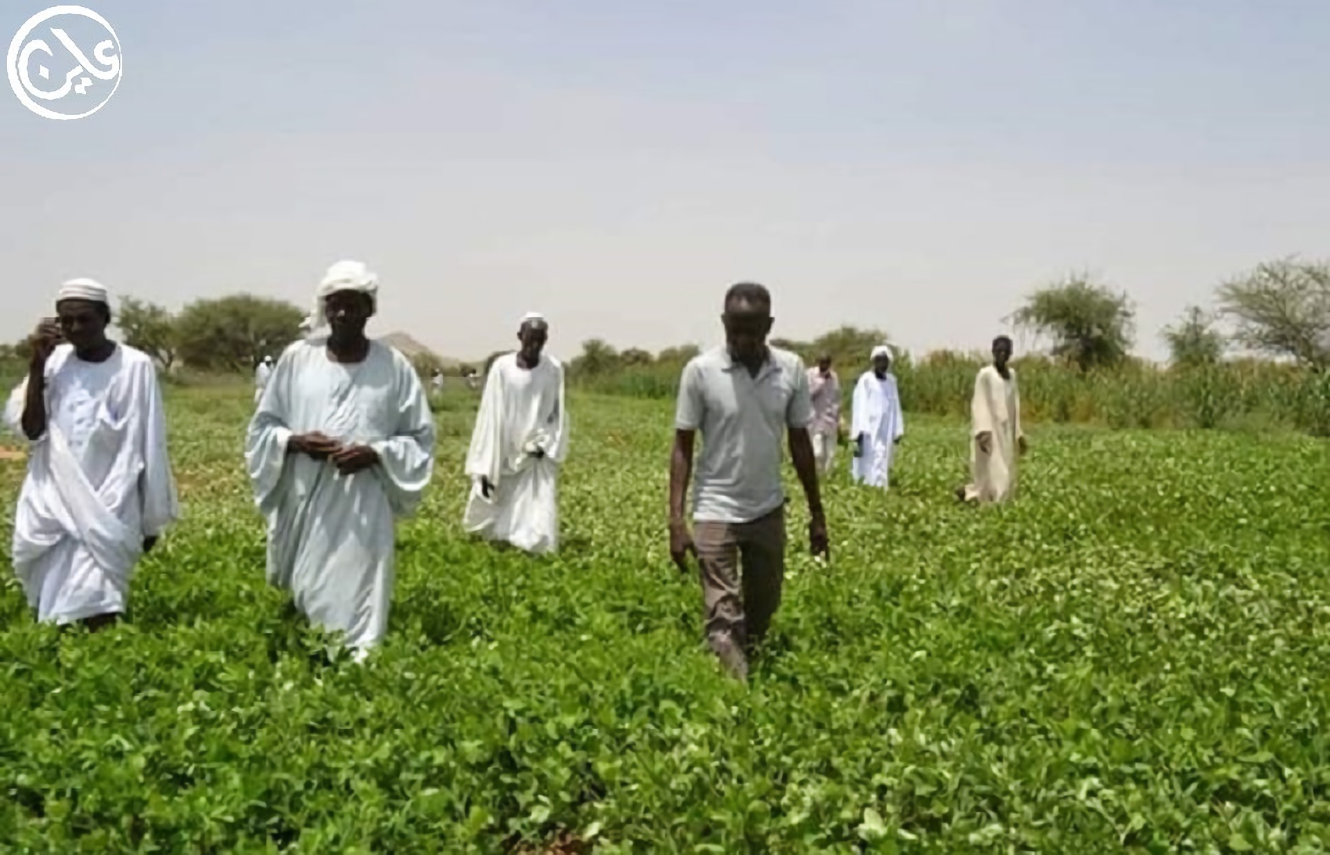 انهيار اسعار محصول الفول السوداني تكبد مزارعي دارفور خسائر فادحة