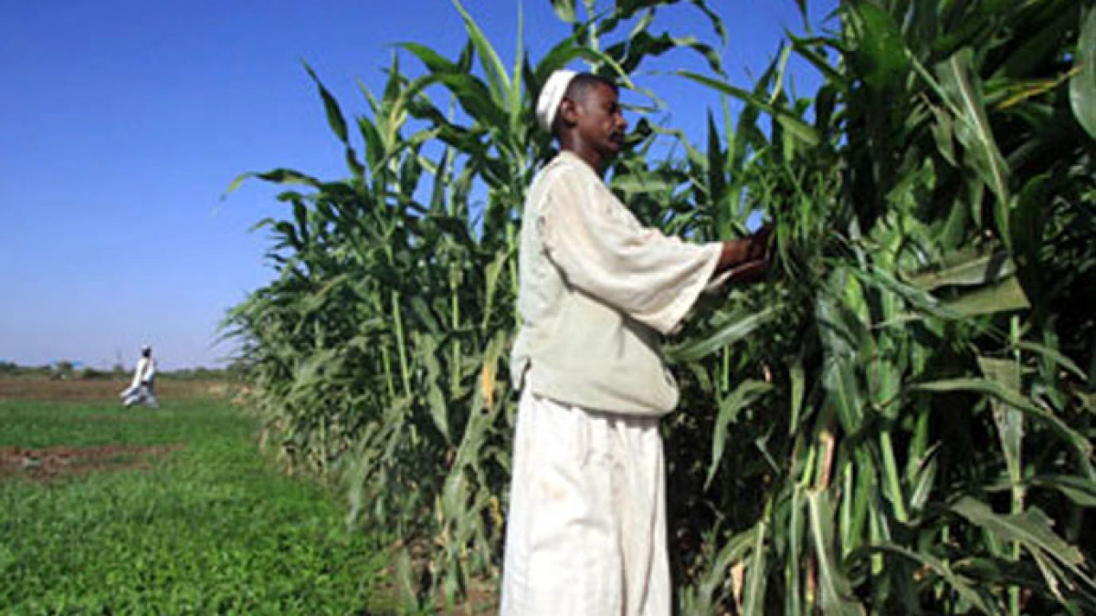 مشروع الهواد الزراعي … أضخم صفقة إمارتية في السودان