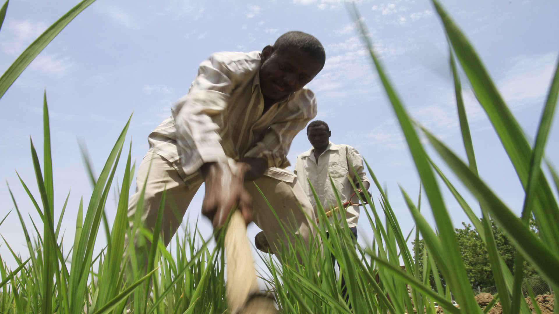 "إهمال حكومي و تغير مناخي".. تراجع الإنتاج الزراعي في إقليم النيل الأزرق