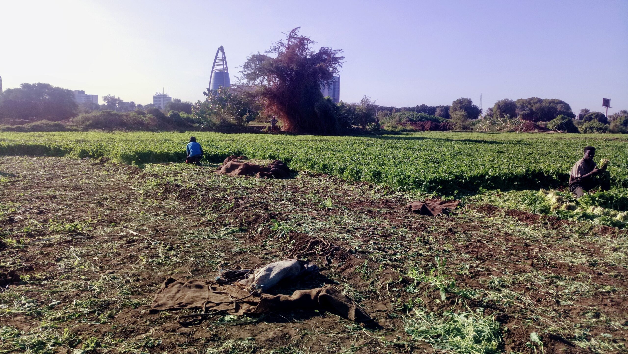 workers in Mahmoud’s land cultivating rocca
