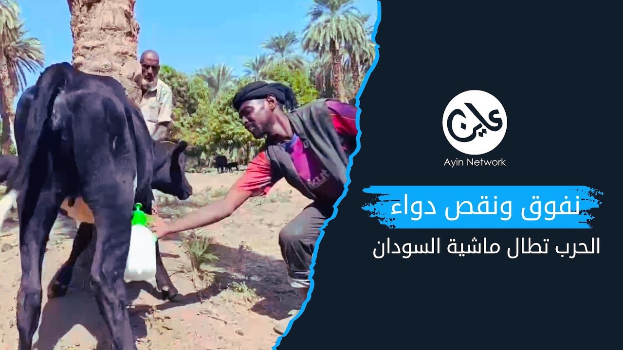 الحرب تطال ماشية السودان.. نفوق ونقص دواء 