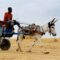 Darfur: The mysterious death of donkeys over Christmas