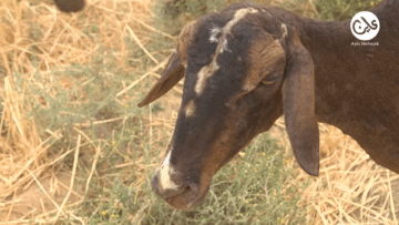 ثروة حيوانية