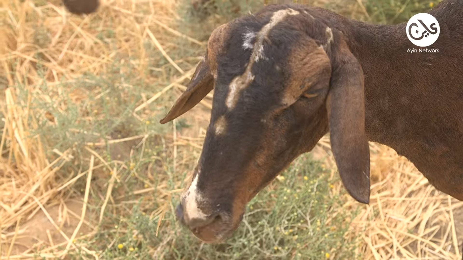 ثروة حيوانية