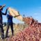 From crop failure to weak security: war disrupts farming across Sudan