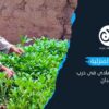 الزراعة المنزلية.. درع بيئي واقتصادي في حرب  السودان
