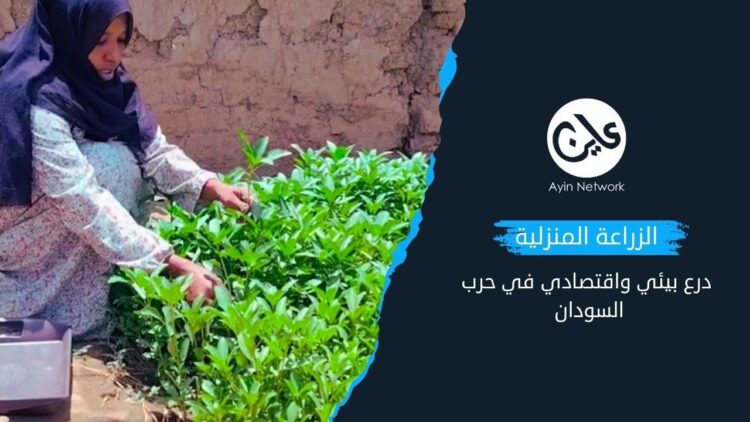 الزراعة المنزلية.. درع بيئي واقتصادي في حرب  السودان