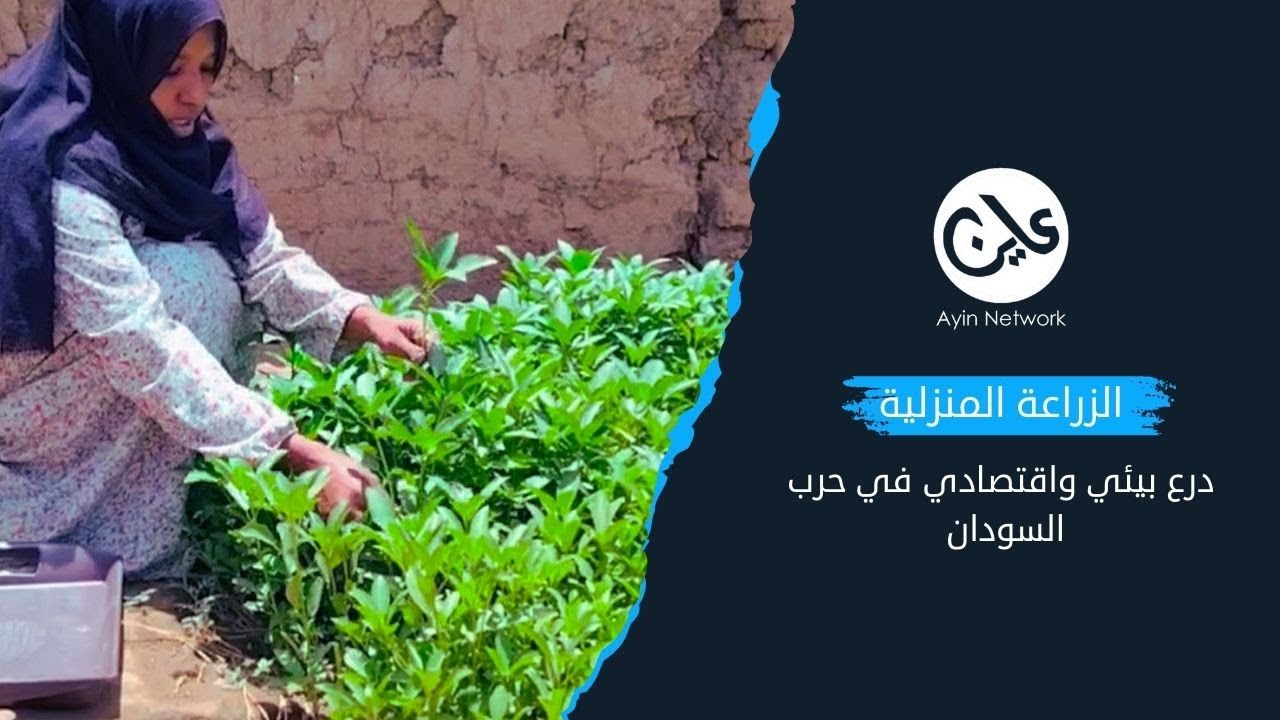 الزراعة المنزلية.. درع بيئي واقتصادي في حرب  السودان