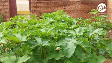 زراعة منزلية