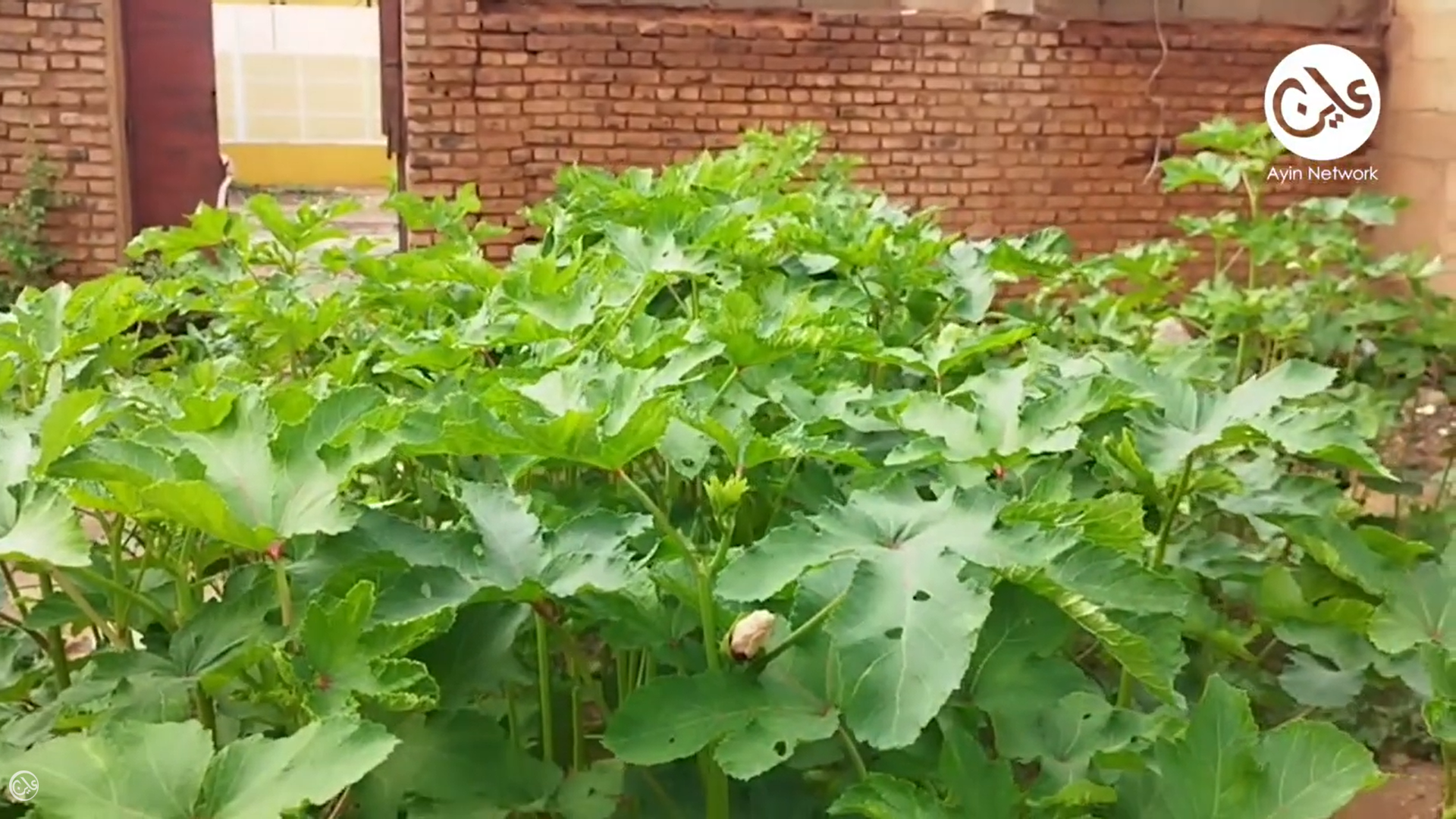 زراعة منزلية