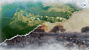 غابة السنط