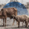 امراض الثروة الحيوانية