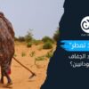 “سماء لا تمطر”.. كيف يهدد الجفاف غذاء السودانيين؟